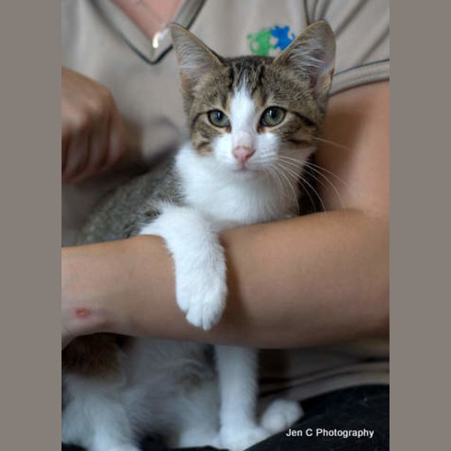 Photo of Tiger The Terrific Kitten