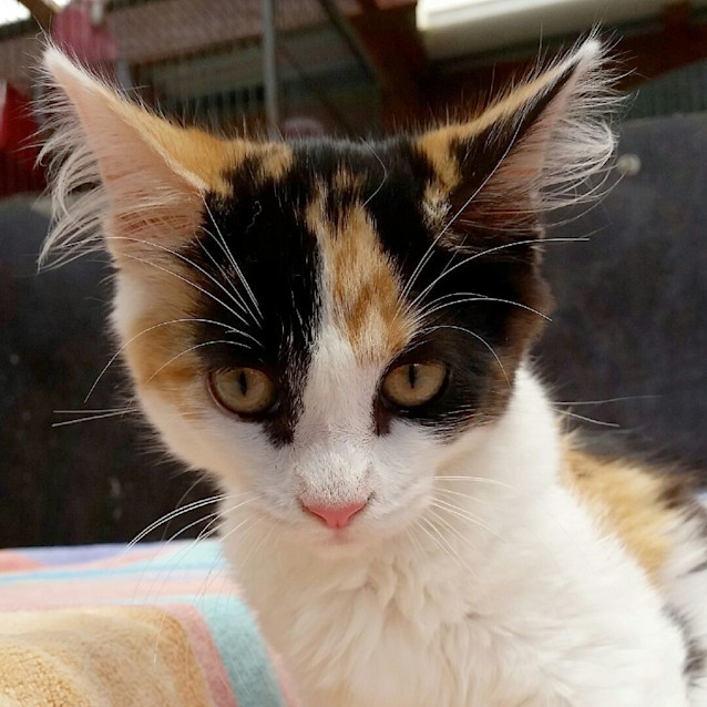 Photo of Gem   A Real Little Diamond