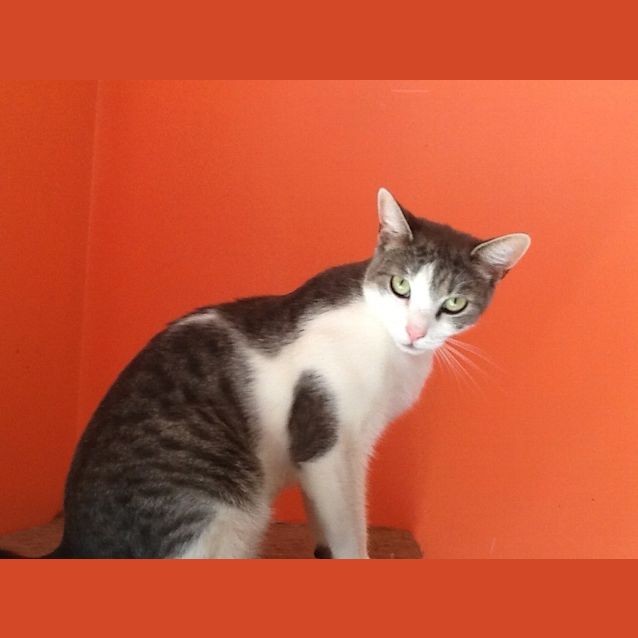 Photo of Smokey The Smoocher