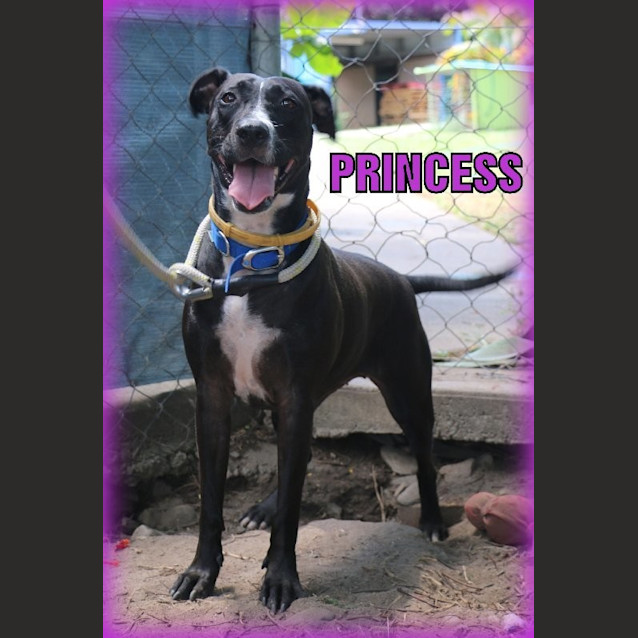 Photo of Princess
