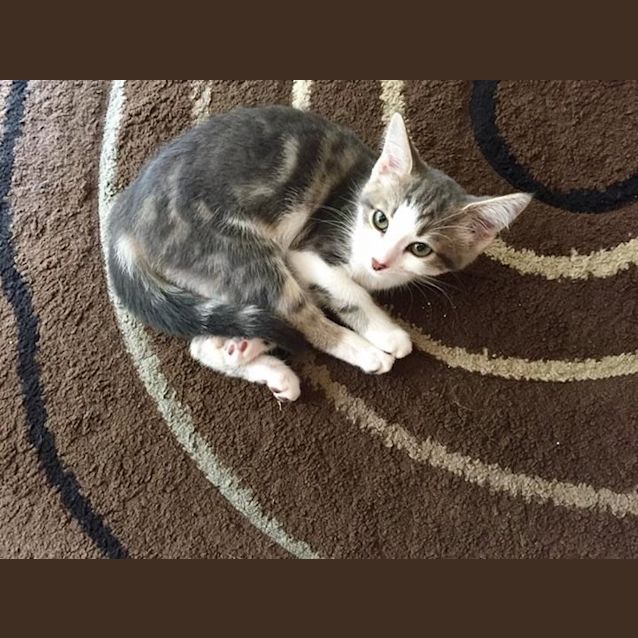 Photo of Willow Kitten