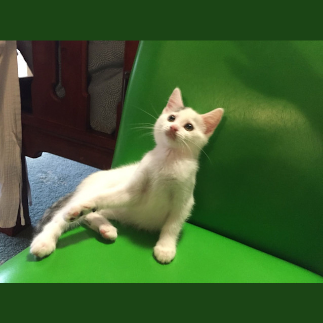 Photo of River Kitten