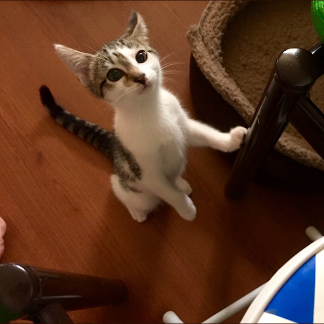 Photo of Ziggy Kitten