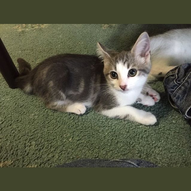 Photo of Willow Kitten