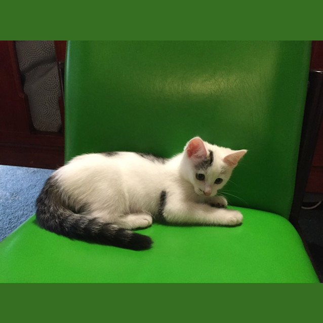 Photo of River Kitten