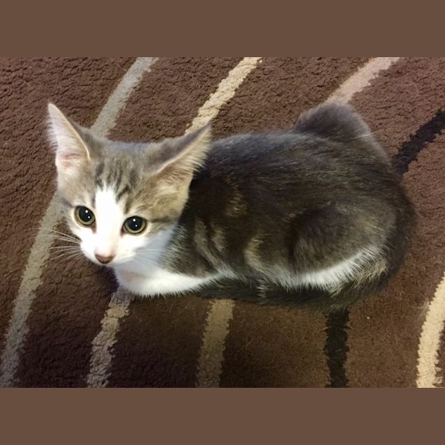 Photo of Willow Kitten