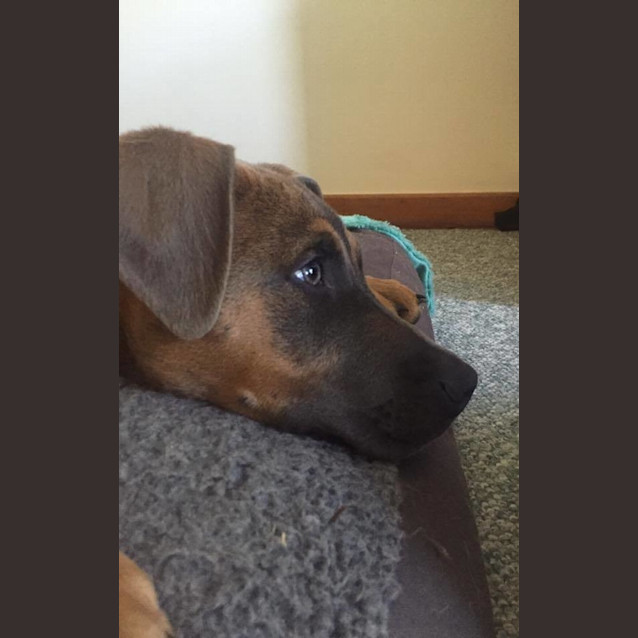 Photo of Cinnamon Dl1395