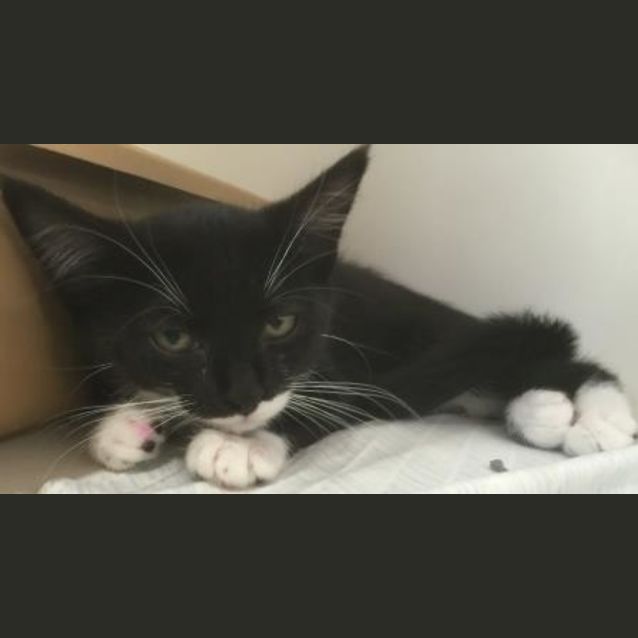 Photo of Shadow