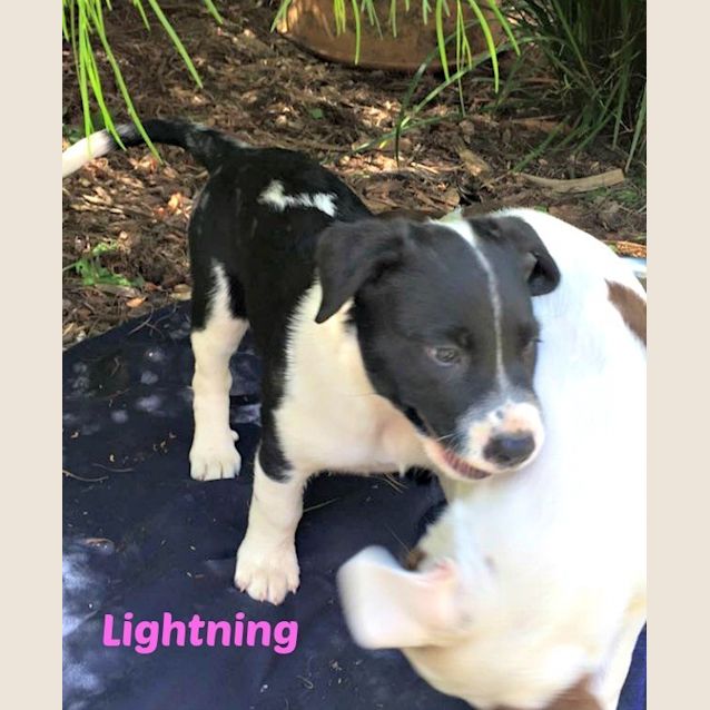 Photo of Puppies!!! Group Meet 14/03 1pm In Croydon!