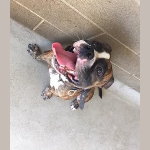 Photo of Chico