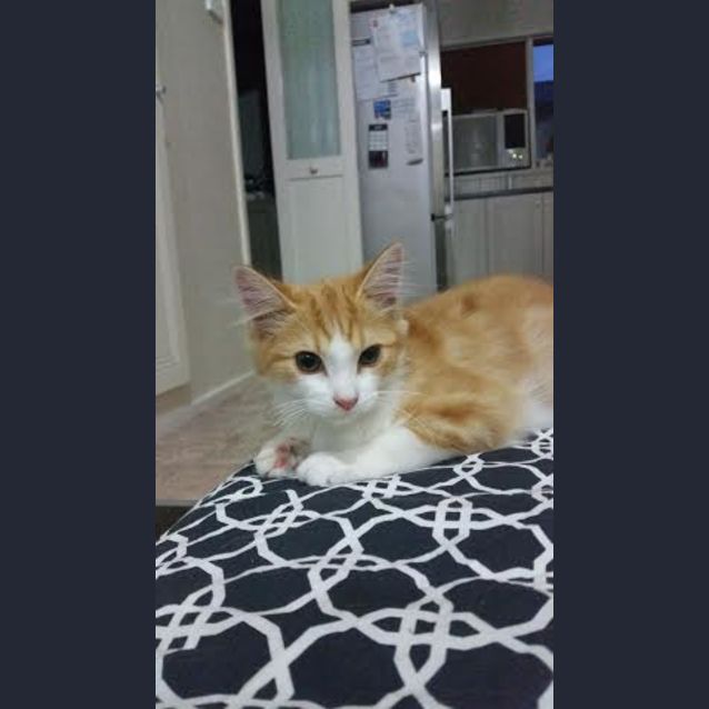 Photo of Archie