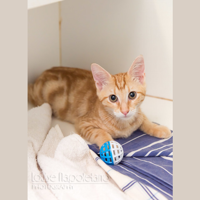 Photo of Simba