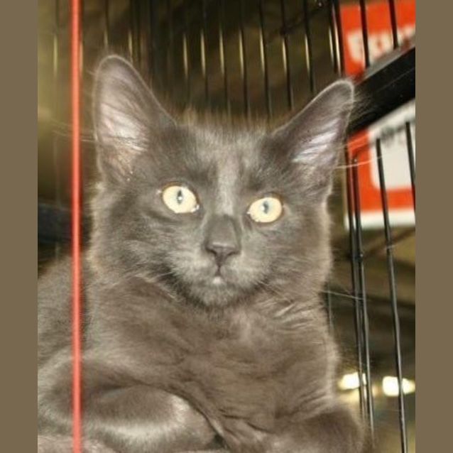 Photo of Kodiak Kitten