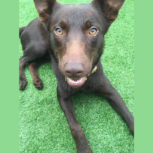 Photo of Boomer **Adopted**