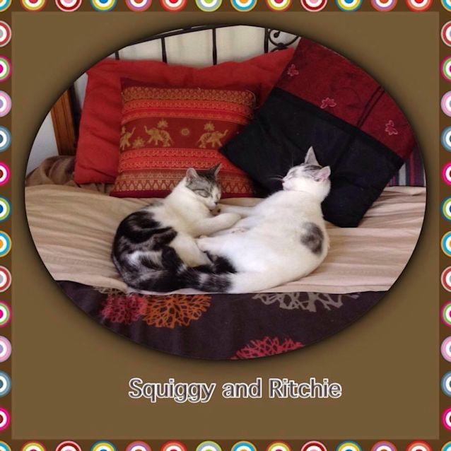 Photo of "Ritchie And "Squiggy" $99   Purrfect Match