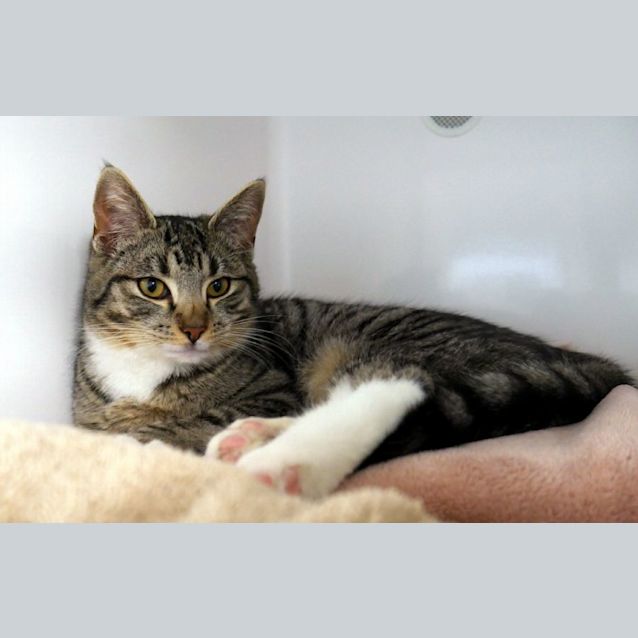 Photo of Turnip Suk011540