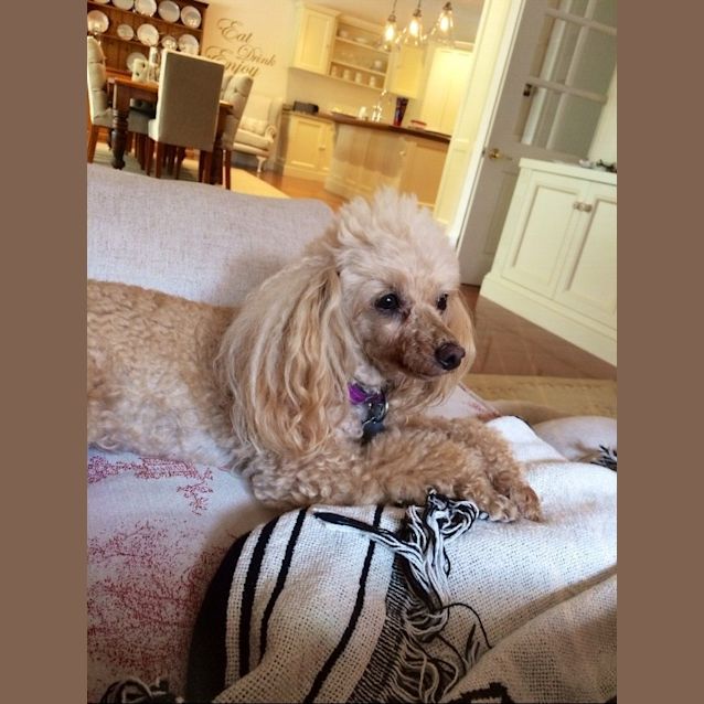 Photo of Dior A Sweet Toy Poodle Age 10