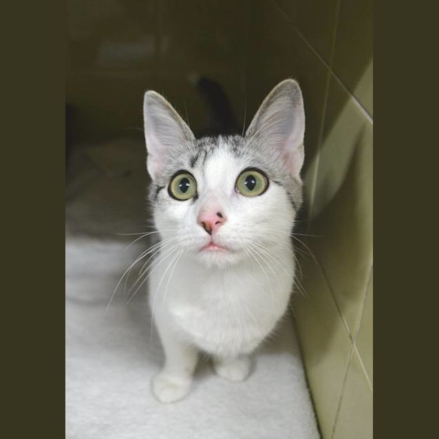 Photo of Donald   Impounded At Canterbury Pound