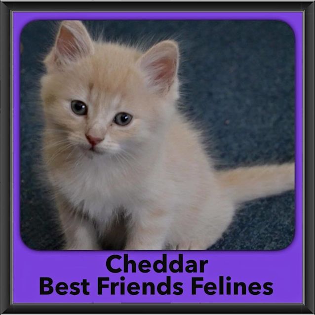 Photo of Cheddar 