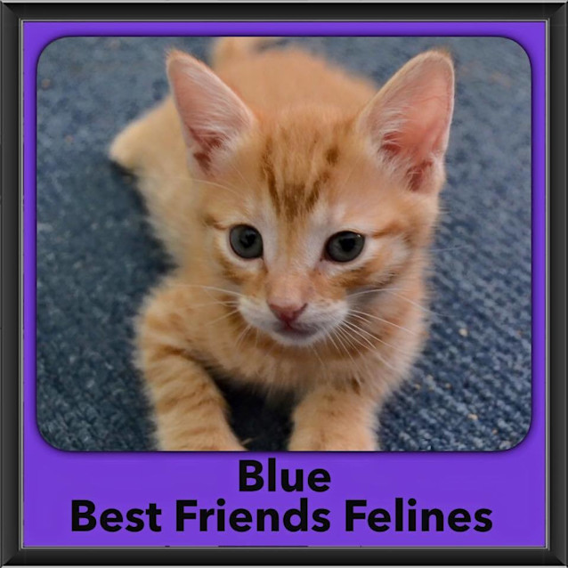 Photo of Blue 