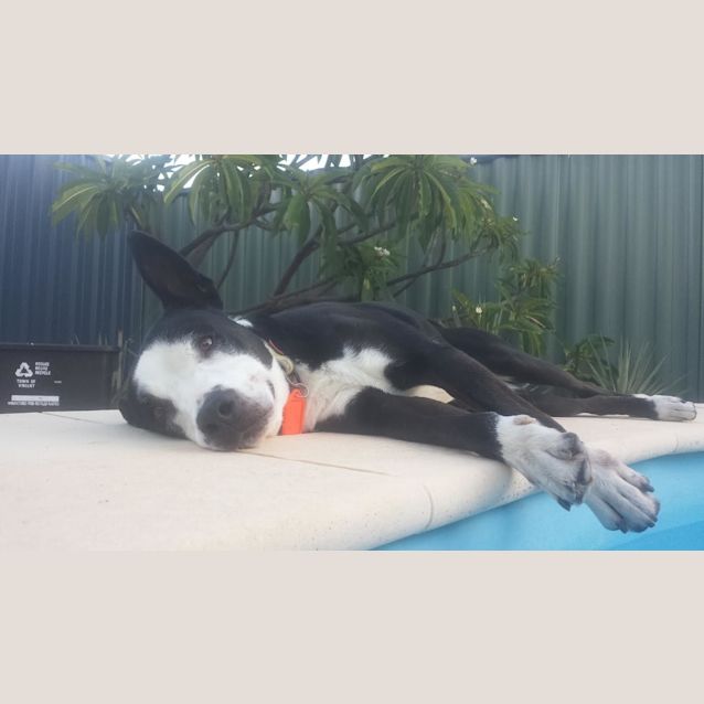 Photo of Rocky Dl1295