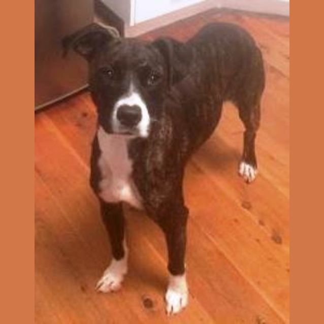 Photo of Bubbles ~ Mastiff X (On Trial: 25/5/16)