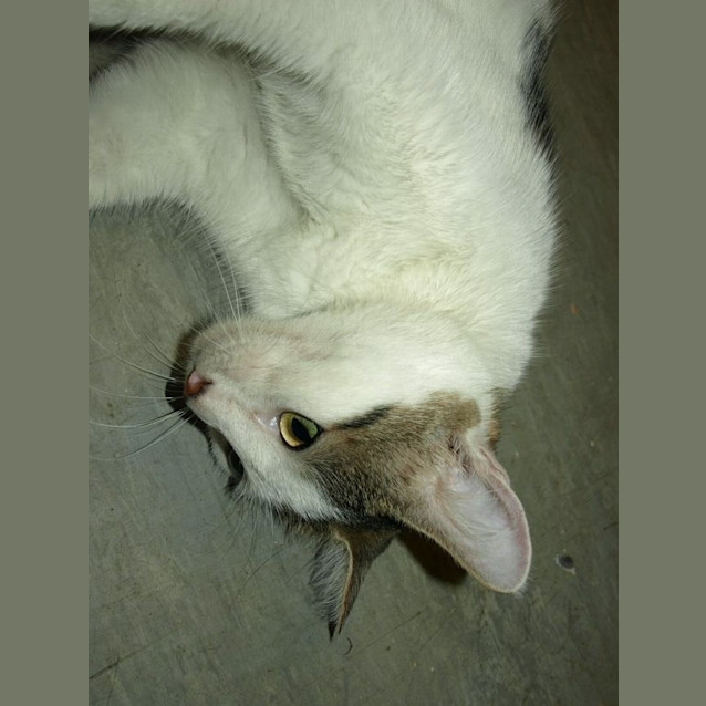 Photo of Polly Adoption Fee $120