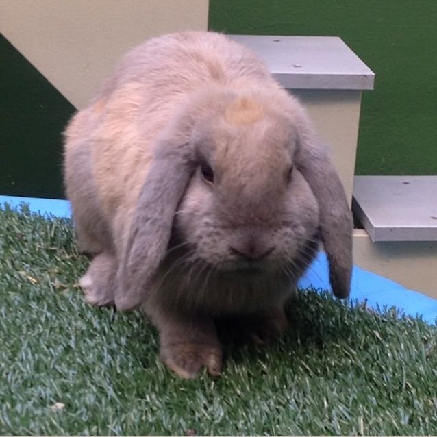 Photo of Pollywaffles