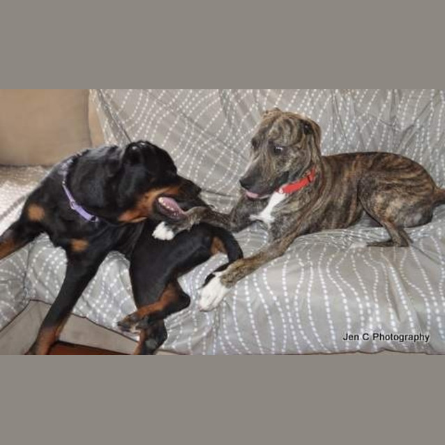 Photo of Bradford *** The Nicest Natured Pup ***