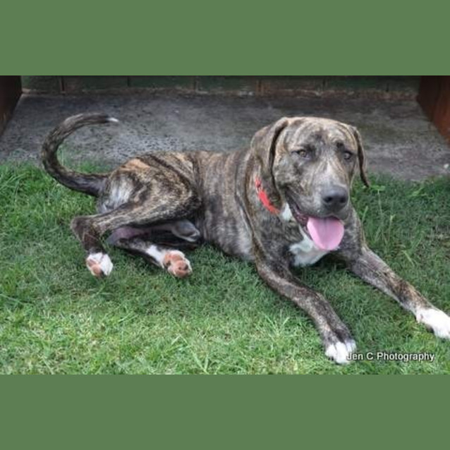 Photo of Bradford *** The Nicest Natured Pup ***
