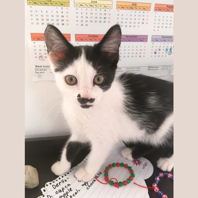 Photo of Ayva *•Adopt Me•* Beautiful, Sweet & Affectionate!