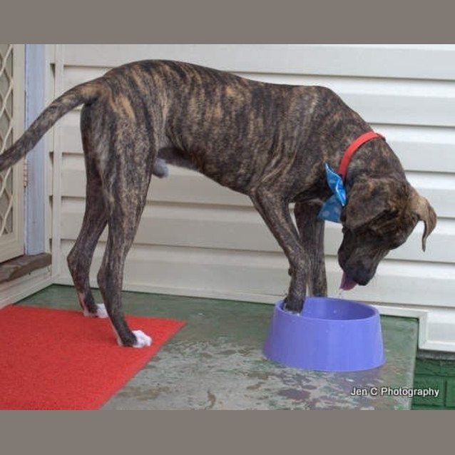 Photo of Bradford *** The Nicest Natured Pup ***