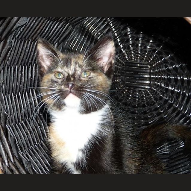 Photo of Khaleesi