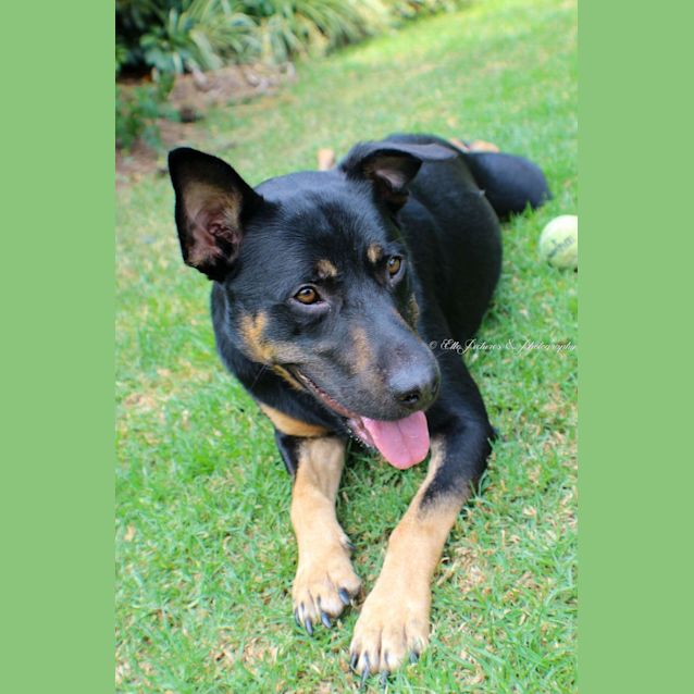 Photo of Kuro *Happiest Dog Ever!