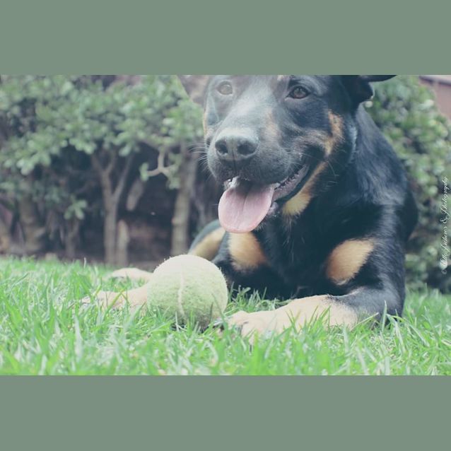 Photo of Kuro *Happiest Dog Ever!