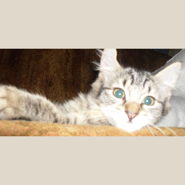 Photo of Little Tempest
