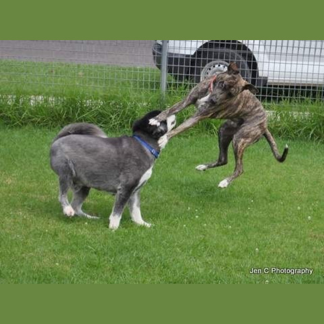 Photo of Bradford *** The Nicest Natured Pup ***