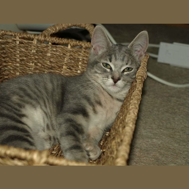 Photo of Chanel Kitten