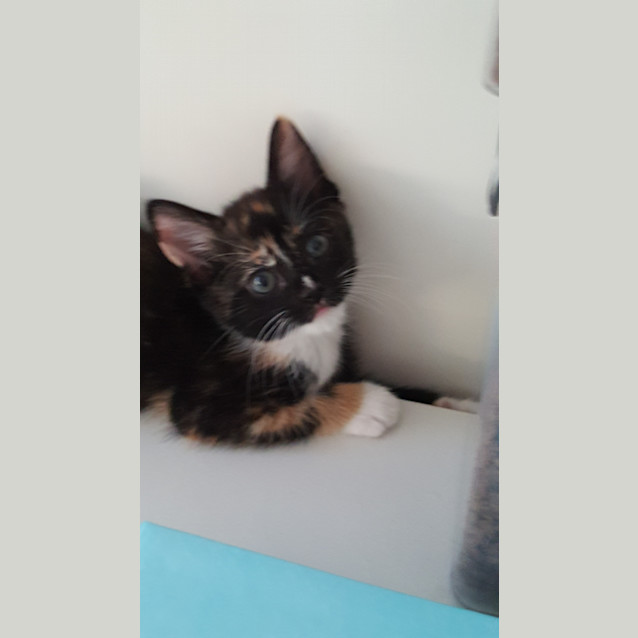 Photo of Kissa