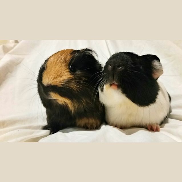Photo of Toffee And Waffles
