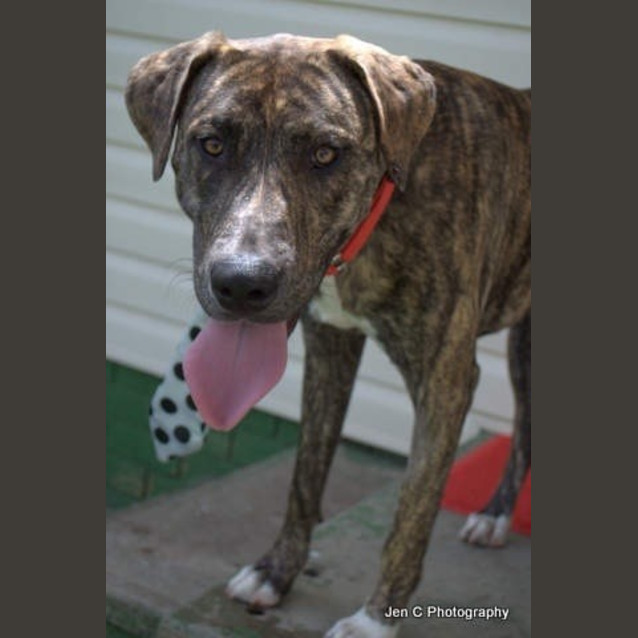 Photo of Bradford *** The Nicest Natured Pup ***