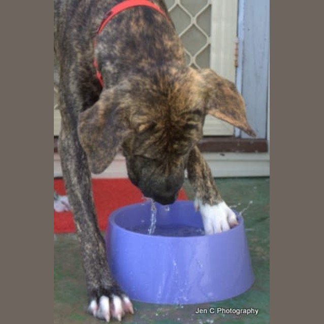 Photo of Bradford *** The Nicest Natured Pup ***