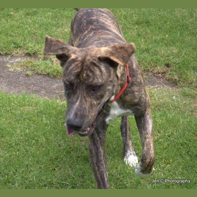Photo of Bradford *** The Nicest Natured Pup ***