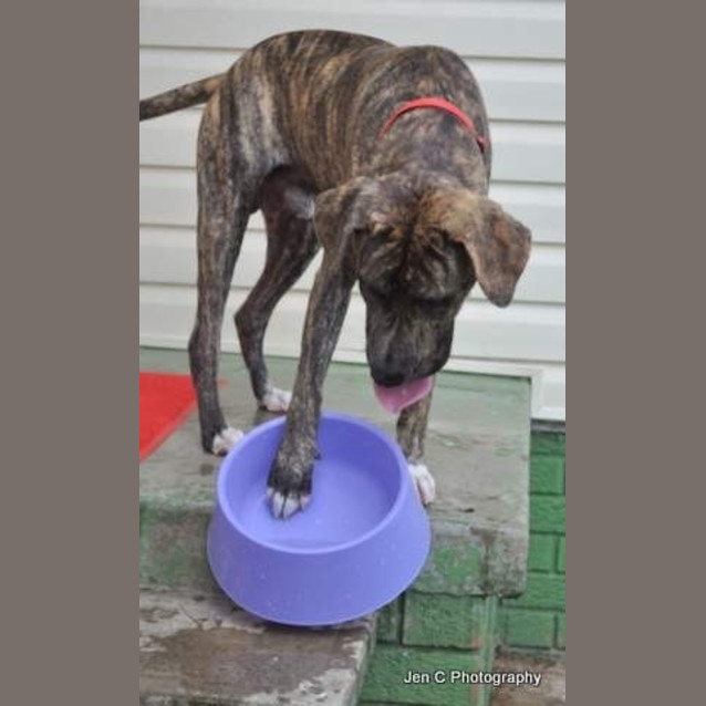 Photo of Bradford *** The Nicest Natured Pup ***