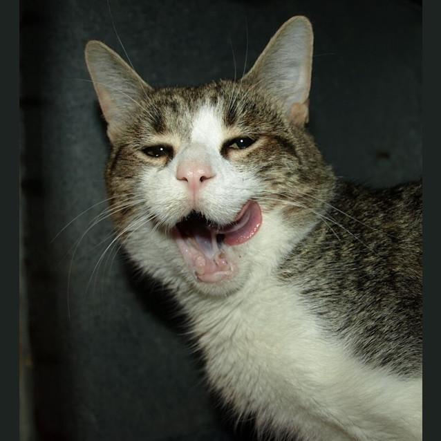 Photo of Bow Adoption Fee $120