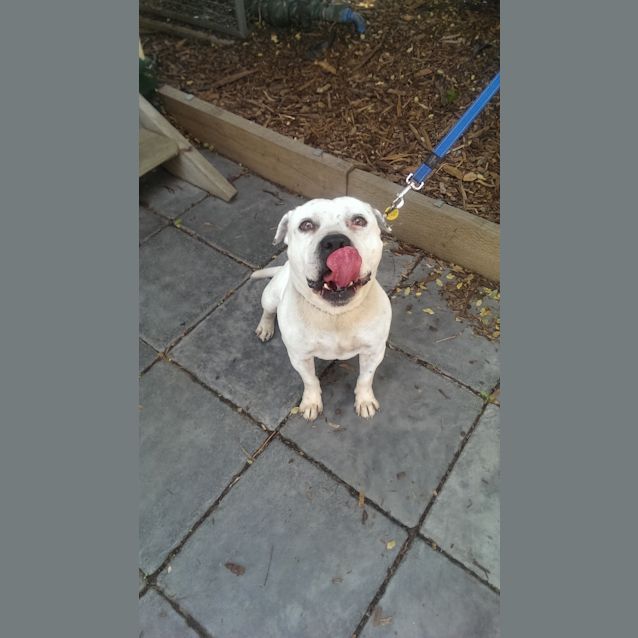 Photo of Jax Id: 10976