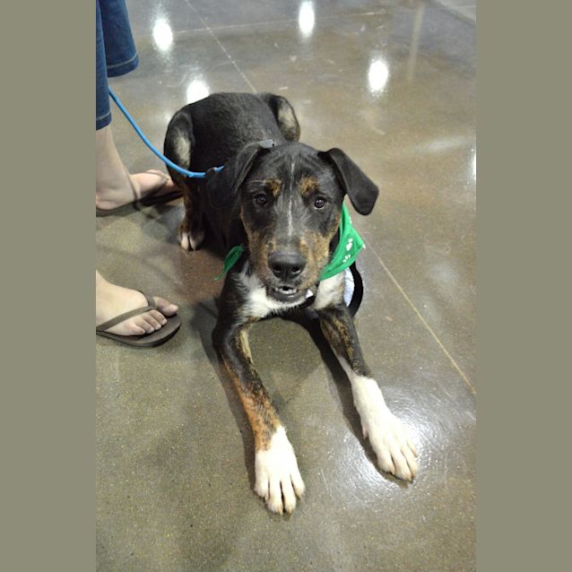 Photo of Max Free To Good Home