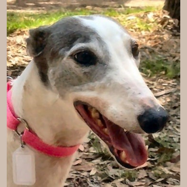 Photo of Lucy Is Checking Out Her New Home