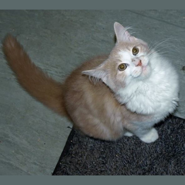 Photo of Lincoln Kitten