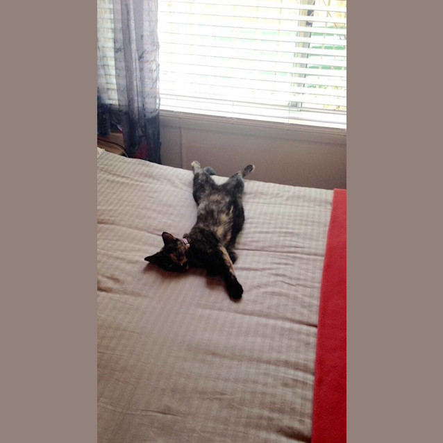 Photo of Tinkerbell